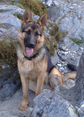Shiloh vom Rockshadow